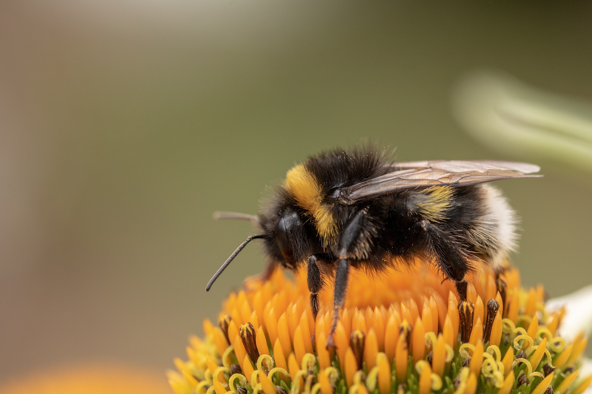 bee removal abilene tx